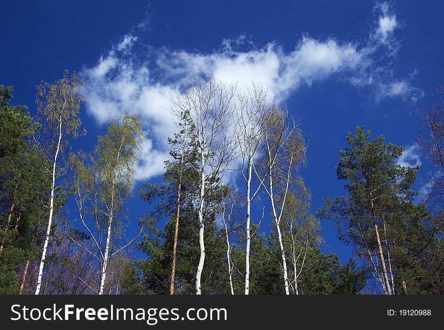 Spring forest and blue sky with clouds