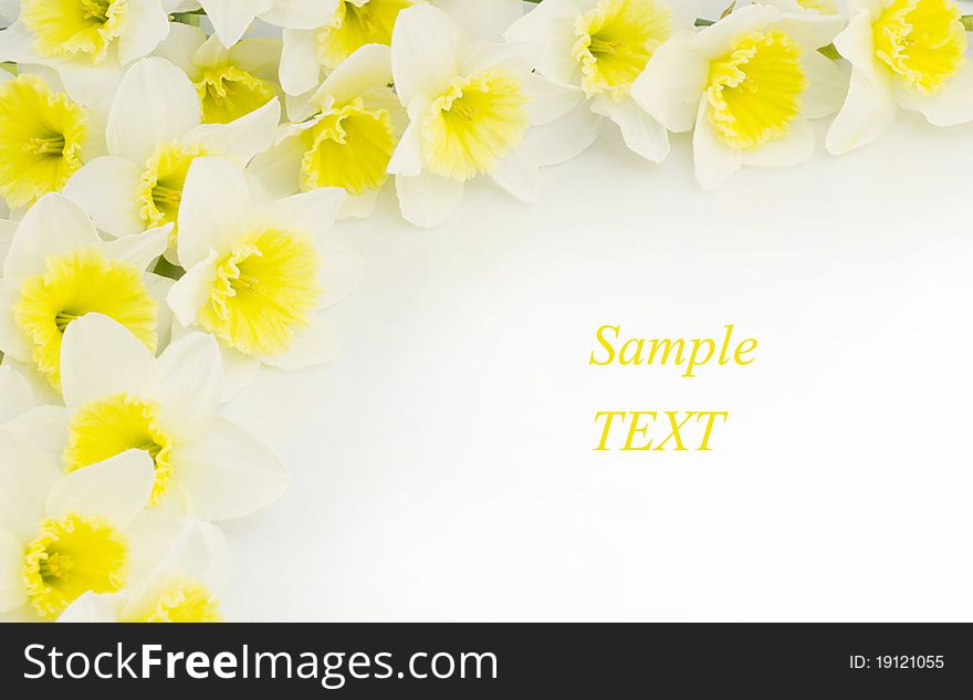 Border of fresh daffodils on a white background