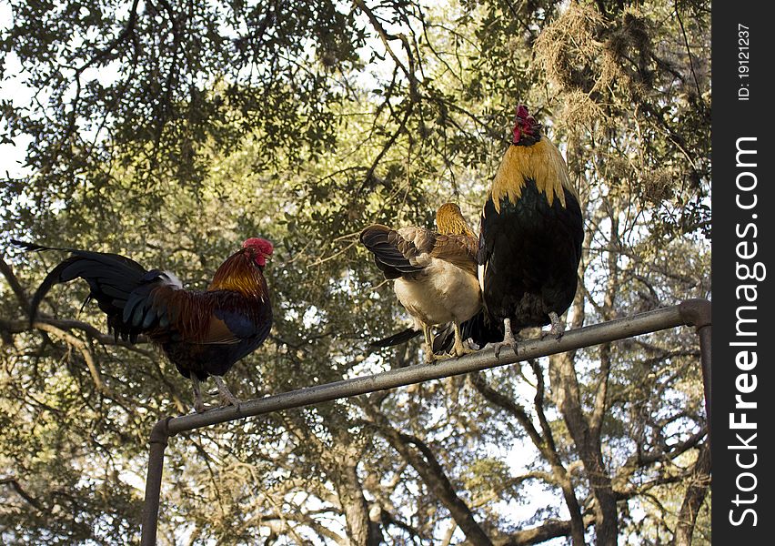 Three roosters perching on a pole in Luckenbach, Texas