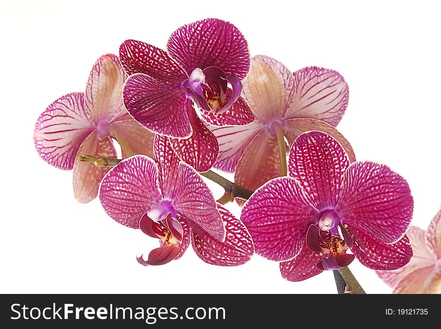 Red striped orchid flowers isolated on a white background. Red striped orchid flowers isolated on a white background