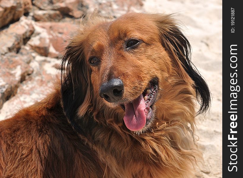 A beautiful red and brown further dachshund dog with easy and friendly face. A beautiful red and brown further dachshund dog with easy and friendly face.