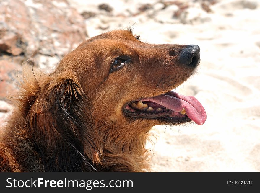 A beautiful red and brown further dachshund dog looking upward with it tongue out. A beautiful red and brown further dachshund dog looking upward with it tongue out.