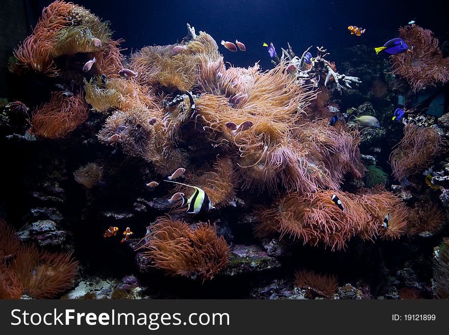 Composition of an exotic, tropical sealife at the aquarium.