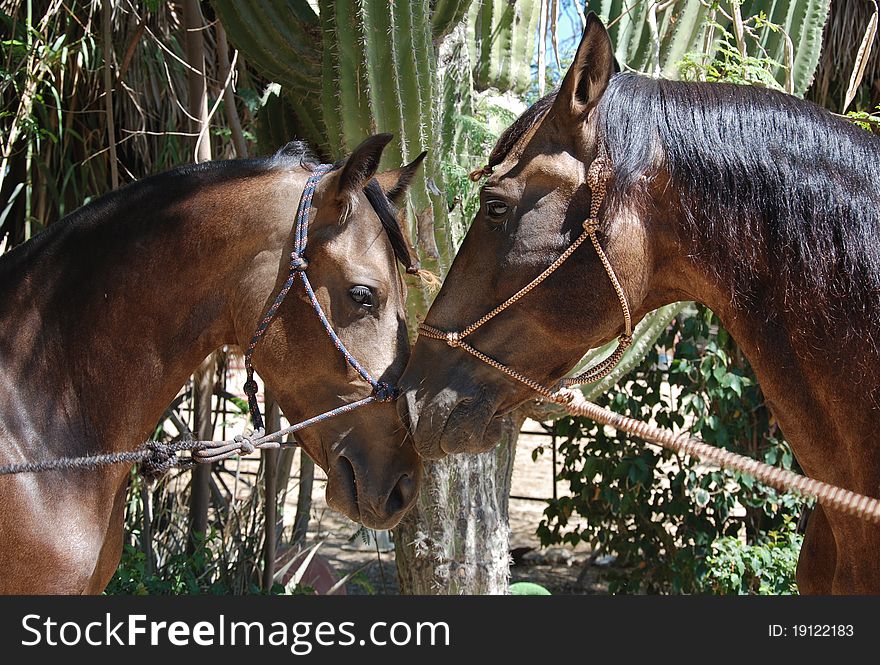 Portuguese Stallion greeting his son a young colt. Portuguese Stallion greeting his son a young colt