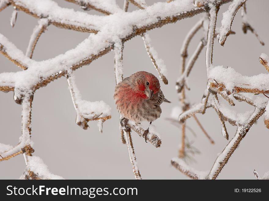 A purple finch perched in snow and ice covered tree branches