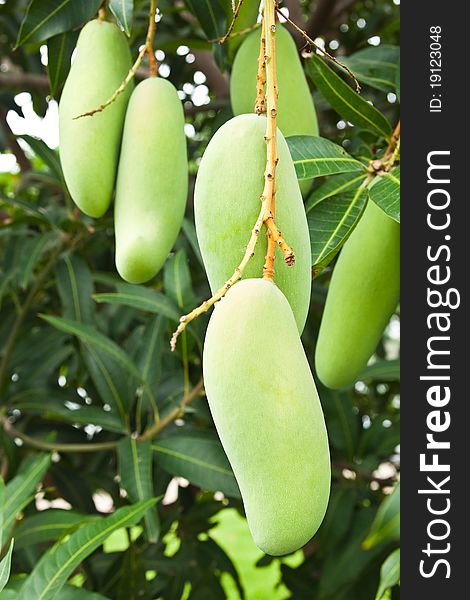 Green Mango with leaves on tree