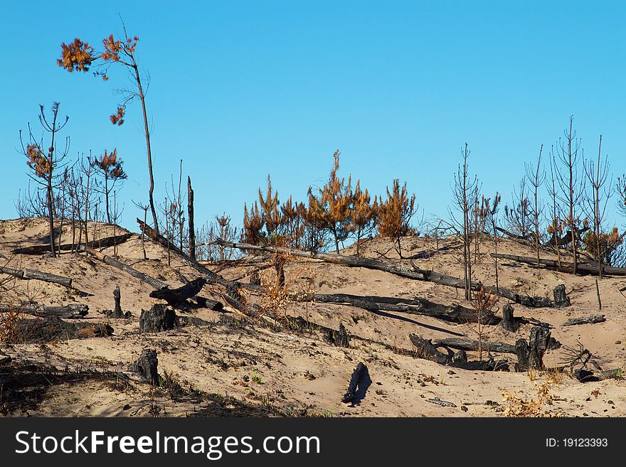 The remains of pine trees on sand dunes after a bush fire, Tasmania. The remains of pine trees on sand dunes after a bush fire, Tasmania.