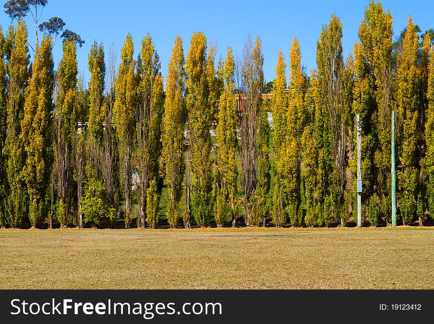 Line of poplars on a bright autumn day in New Norfolk, Tasmania.