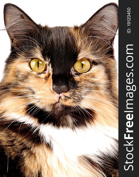 A portrait of a calico cat. A portrait of a calico cat