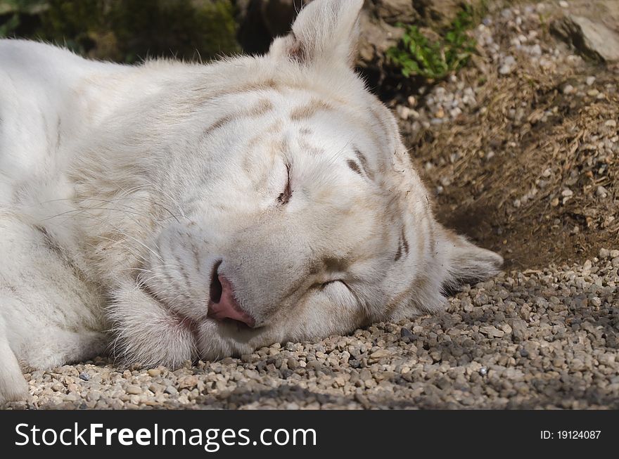 Rare white tiger, ZOO Liberec. Rare white tiger, ZOO Liberec