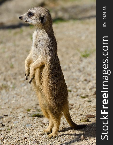 Meerkat (suricate) Small patrol, ZOO Liberec. Meerkat (suricate) Small patrol, ZOO Liberec