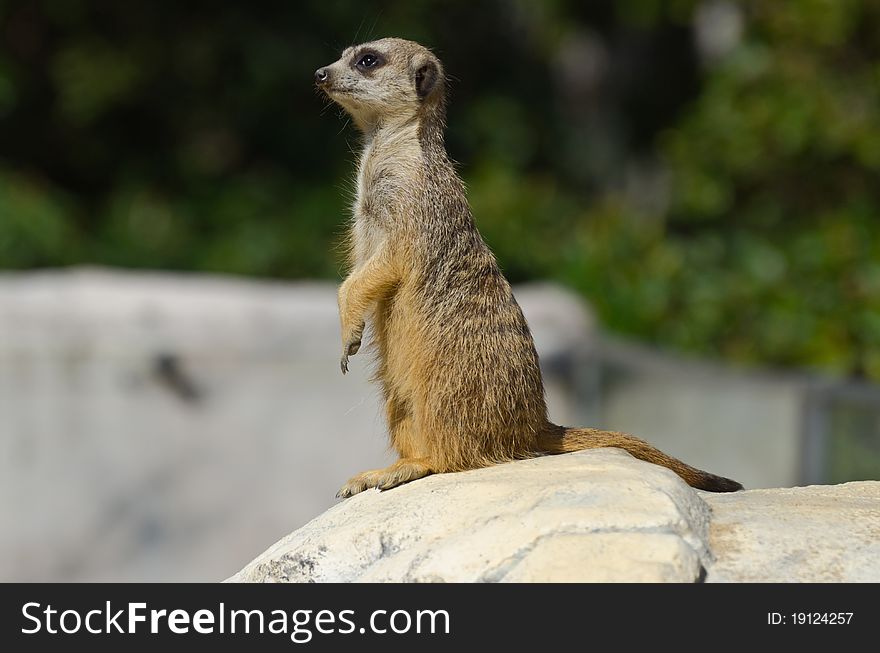 Meerkat (suricate) patrolling stone, ZOO Liberec. Meerkat (suricate) patrolling stone, ZOO Liberec