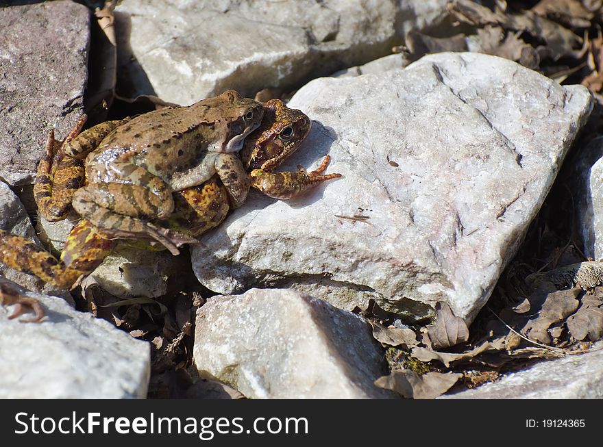 Couple frogs on the stones, ZOO Liberec