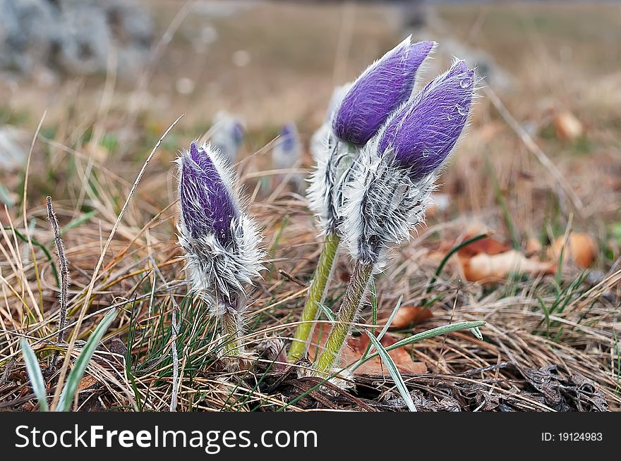 Crocus flowers growing on the mountain Chater-Dag in Crimea