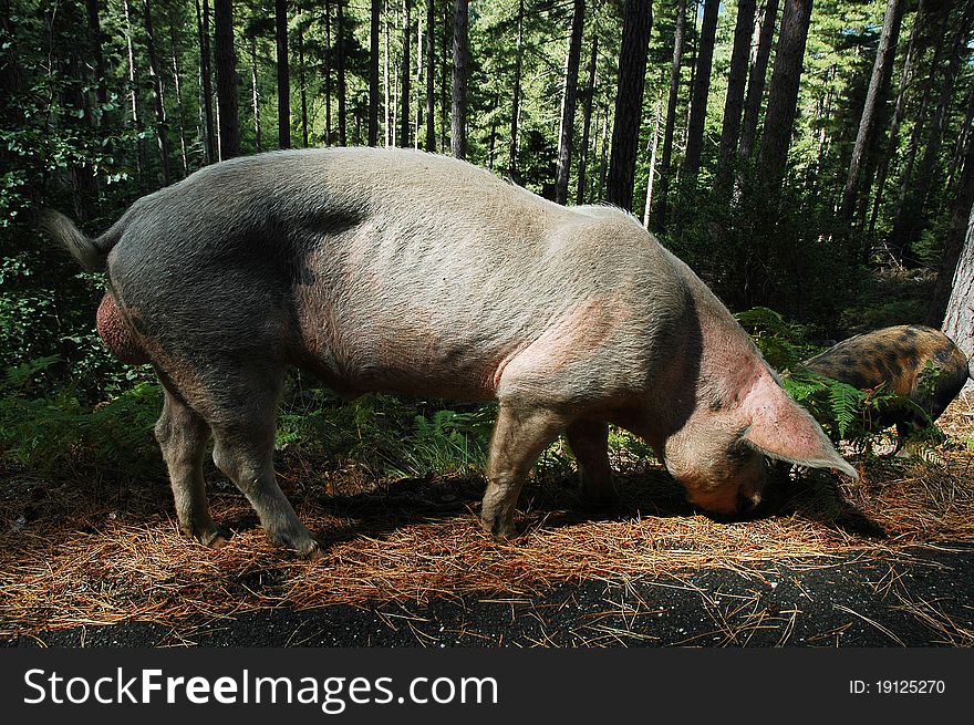 Wild pig in the forest, Corsica,France
