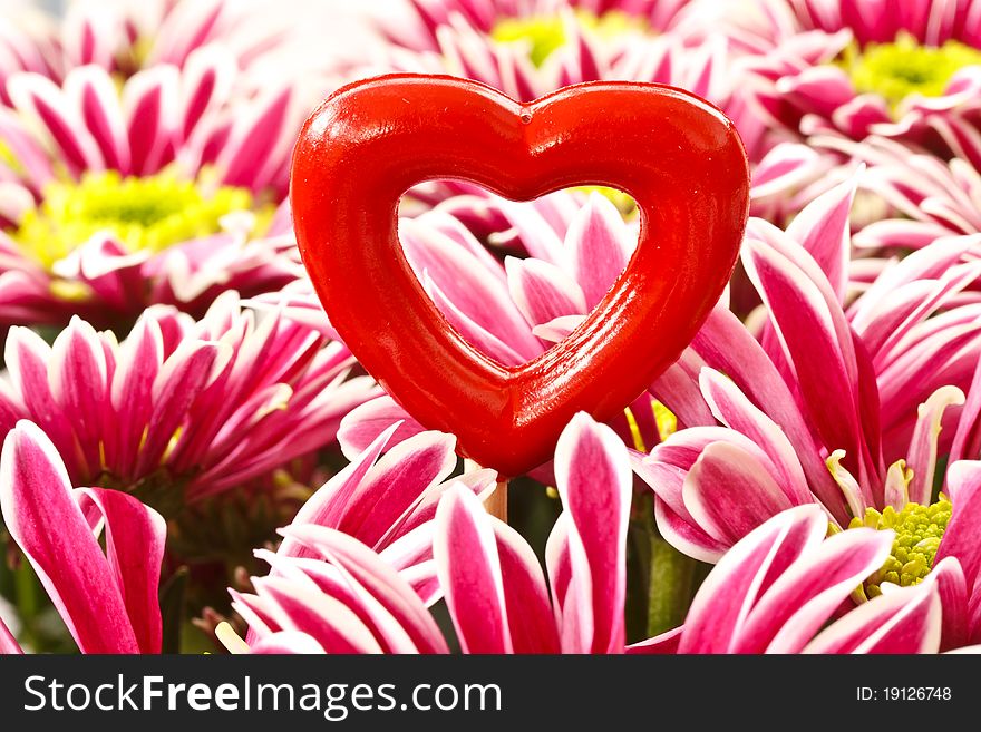 Red little heart on a background of red chrysanthemum. Red little heart on a background of red chrysanthemum