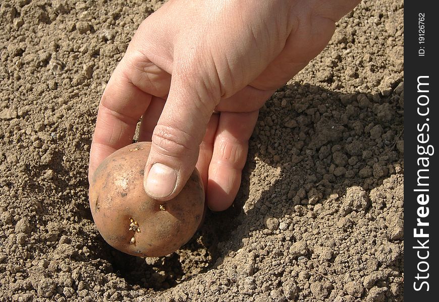 Hand planting potato tuber into the ground
