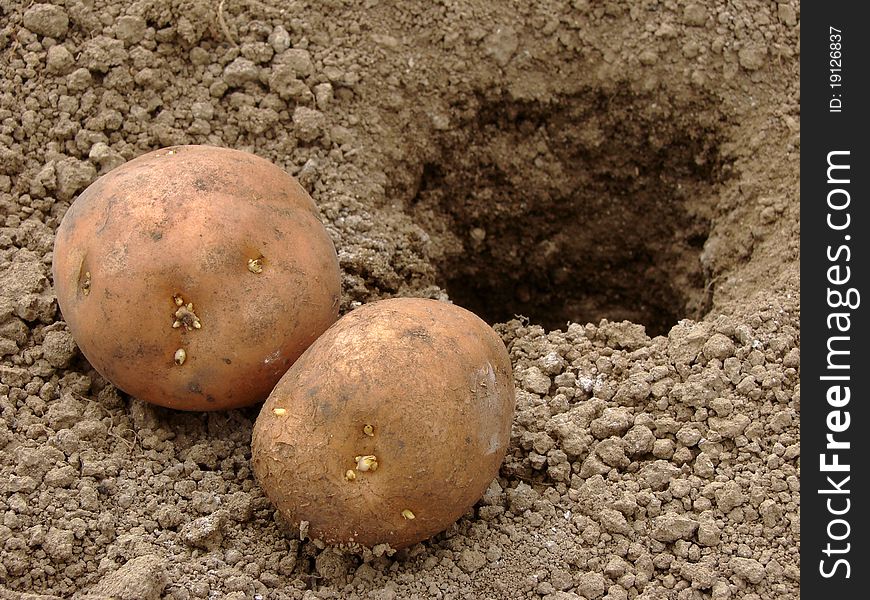 Potatoes with young tubers for planting into the ground. Potatoes with young tubers for planting into the ground