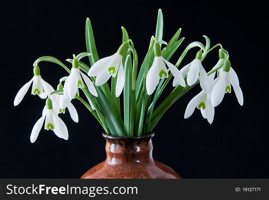 Bunch of snowdrops in a vase