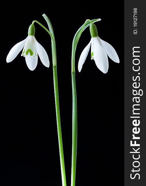 Two snowdrops in black background
