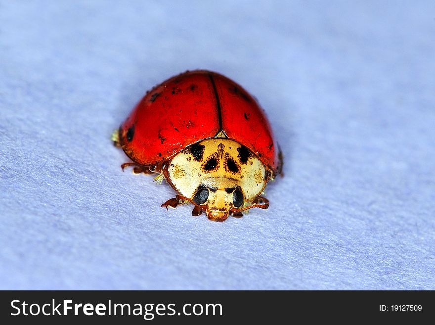 Ladybug