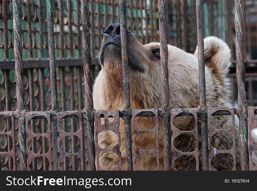One unhappy bear in bondage, captivity. One unhappy bear in bondage, captivity