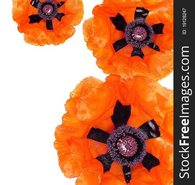 Poppies border from flowers on white  background