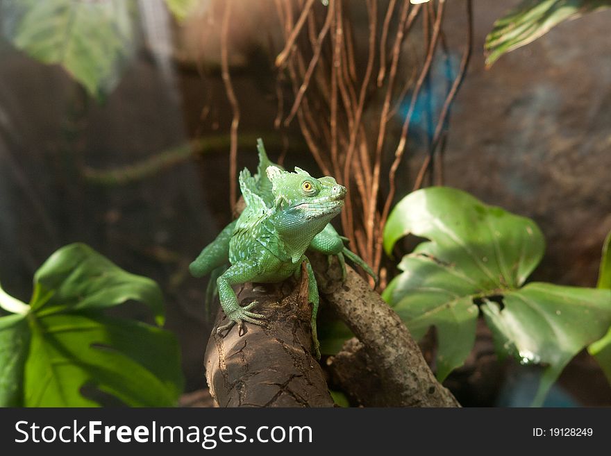 Little green lizard in his terrarium