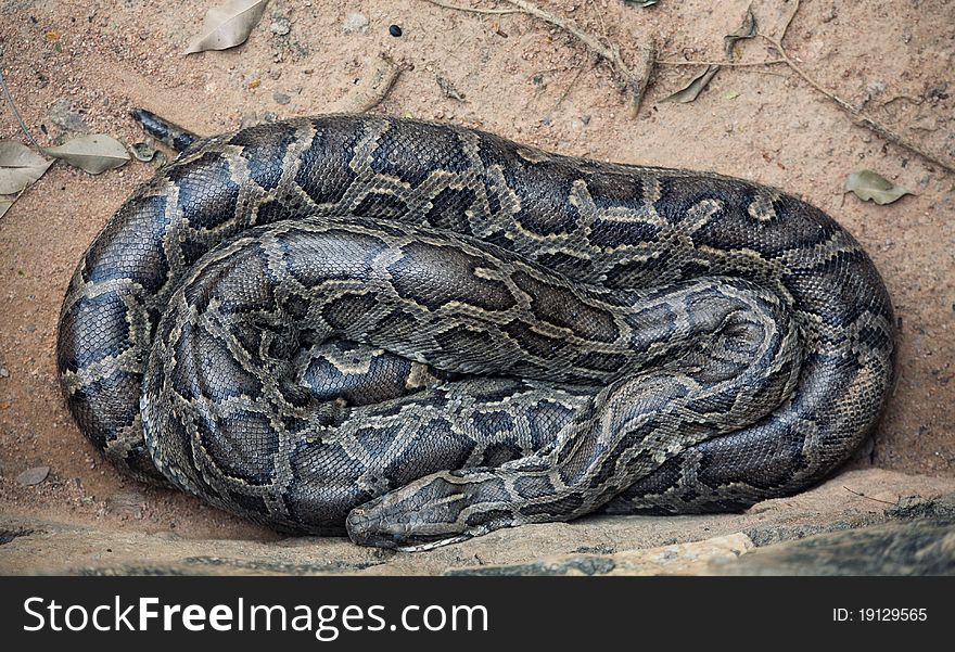 Sleeping asian python close-up photo