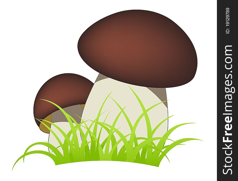 Two ceps isolated on a white background. Two ceps isolated on a white background.