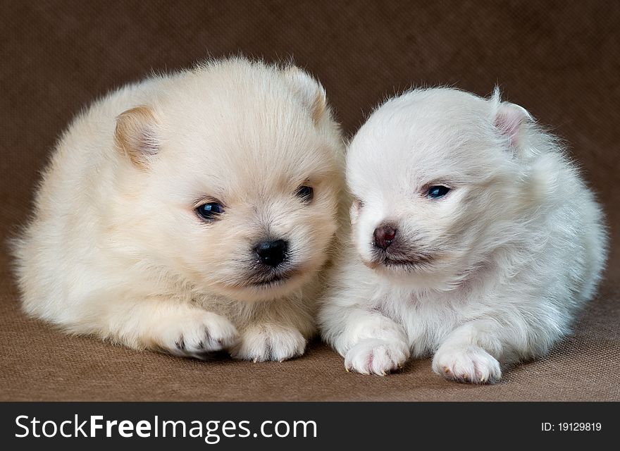 Two puppies of the spitz-dog in studio on a neutral background