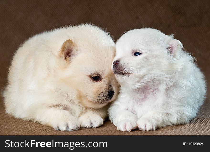 Two puppies of the spitz-dog in studio on a neutral background