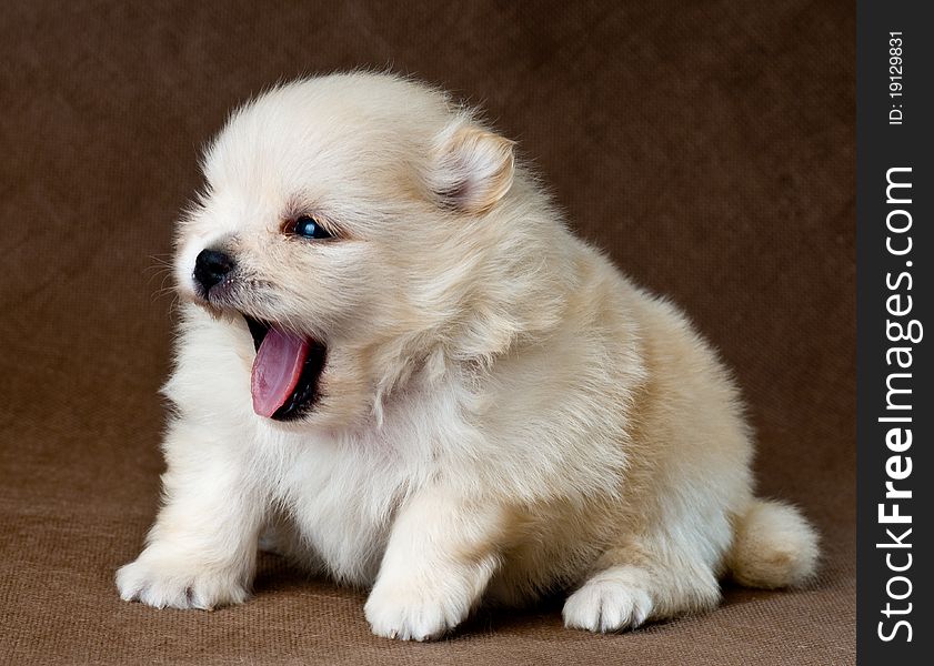 Puppiy of the spitz-dog in studio on a neutral background