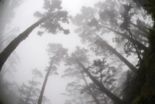 Foggy Forest Stock Photos Foggy Forest Stock Photos