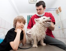 Little Boy At Vet With His Dog Royalty Free Stock Images