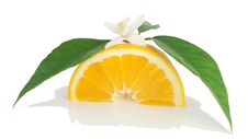 Orange, Flower And Slice. Stock Photo Orange, Flower And Slice. Stock Photo