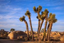 Young Joshua Trees Royalty Free Stock Image