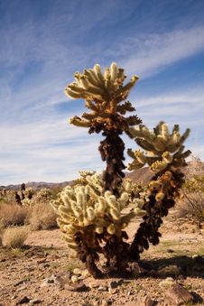 Jumping Cholla Cactus Stock Photography