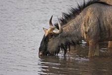 Blue Wildebeest At Waterhole Stock Photos