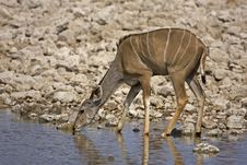 Greater Kudu Female At Waterhole Royalty Free Stock Photo Greater Kudu Female At Waterhole Royalty Free Stock Photo