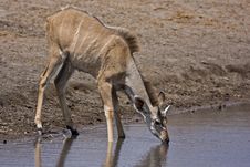 Young Greater Kudu Male At Waterhole Stock Image Young Greater Kudu Male At Waterhole Stock Image