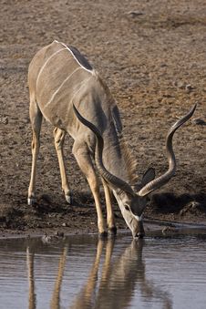 Big Greater Kudu Bull Royalty Free Stock Photography