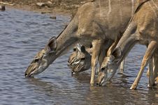 Greater Kudu Female At Waterhole Stock Images Greater Kudu Female At Waterhole Stock Images