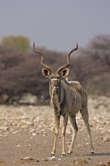 Big Greater Kudu Bull Royalty Free Stock Photos