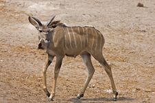 Immature Greater Kudu Bull Stock Photo Immature Greater Kudu Bull Stock Photo
