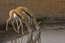 Two Springbok Drinking Royalty Free Stock Image