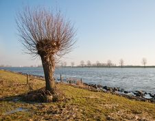 Willow At A Riverside Stock Image