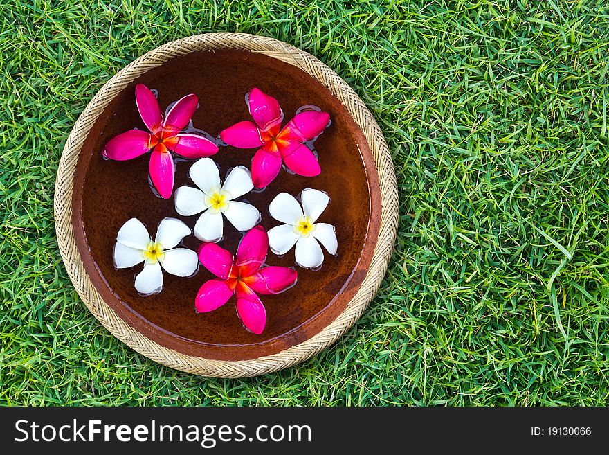 Colorful Plumeria flower floating in the ancient bowl place on green grass