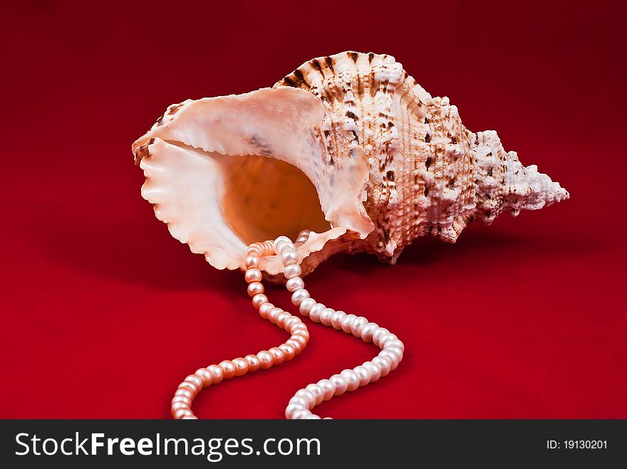 Sea shell with coral beads on red background