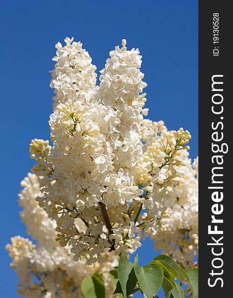 Lilac with beige blossom and blue sky background. Lilac with beige blossom and blue sky background
